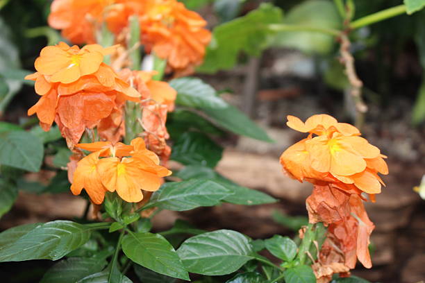 A bush of wilted marigolds during autumn. Close up.