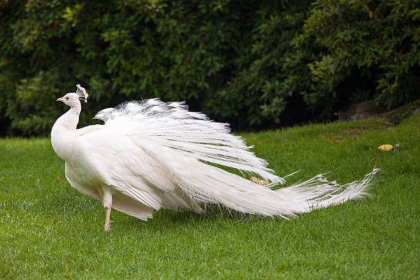 White peacock stands with closed tail on Borromean island stock photo