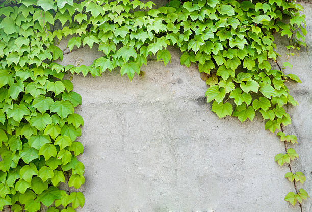 istock ivy leaves on wall background for wallpaper 480902146