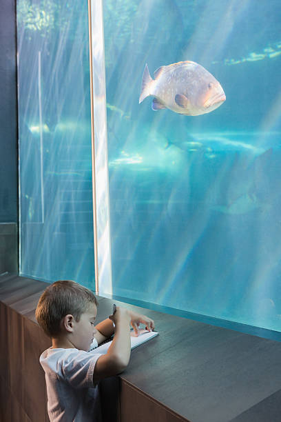 istock Little boy looking at fish tank 480902194