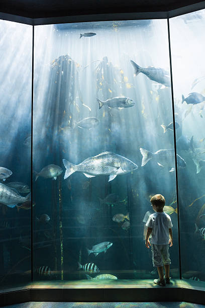 istock Little boy looking at fish tank 480902196