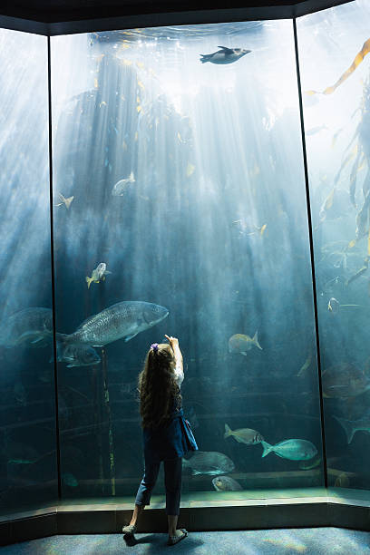 istock Little girl looking at fish tank 480902210