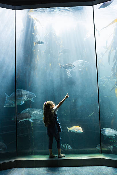 istock Little girl looking at fish tank 480902214
