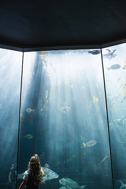 istock Little girl looking at fish tank 480902218