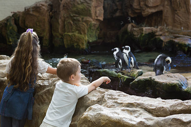 pequeños hermanos examinar los pingüinos. - zoológico fotografías e imágenes de stock