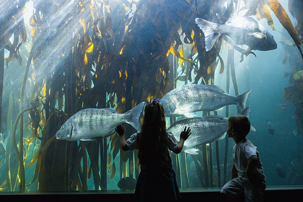istock Little siblings looking at fish tank 480902236