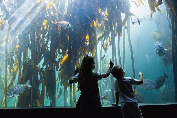 istock Little siblings looking at fish tank 480902242