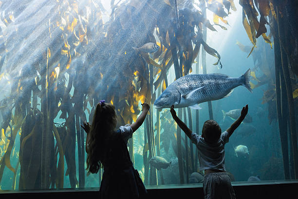 istock Little siblings looking at fish tank 480902246