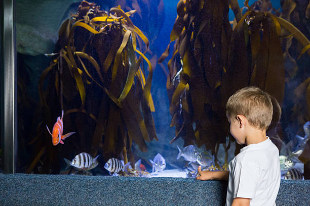 istock Little boy looking at fish tank 480902286