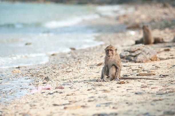 istock Long-tailed macaque on the sand beach , Thailand 480902414