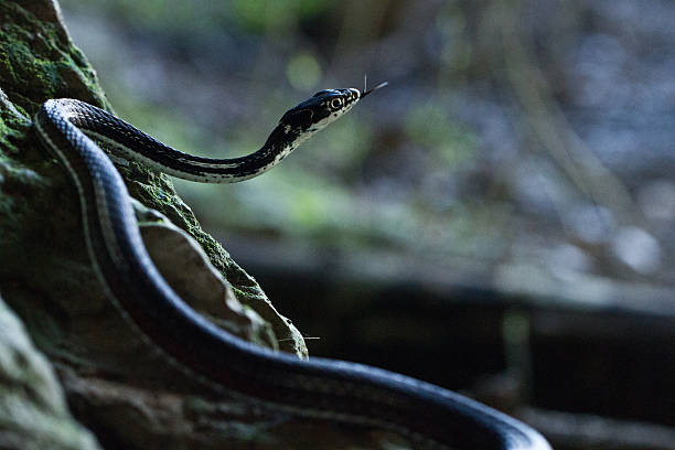 istock Red Stripe Ribbon Snake Poking Out Fork Tongue 480903122