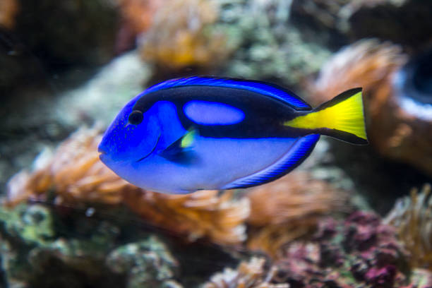 istock wild blue surgeon in the sea 480904159