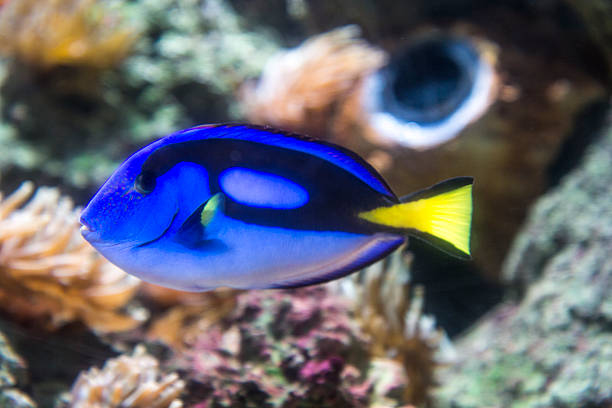 istock wild blue surgeon in the sea 480904185