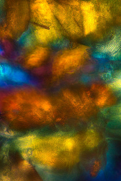 istock Colorful, abstract, polarizing micrograph of bumble bee tissue. 480904618
