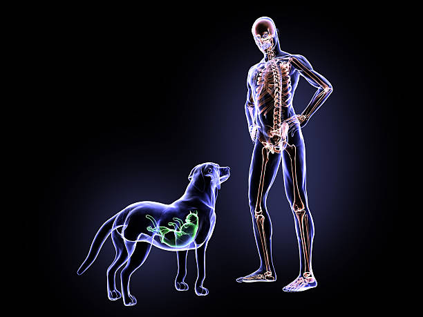 x-ray câmera e culpados cachorro - human spine anatomy x ray the human body - fotografias e filmes do acervo