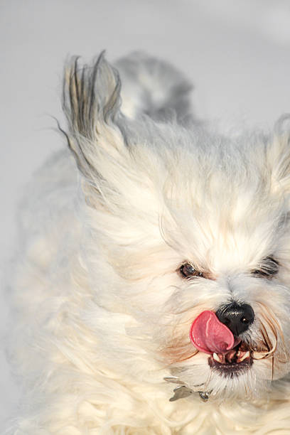 istock Dogs tongue 480905535