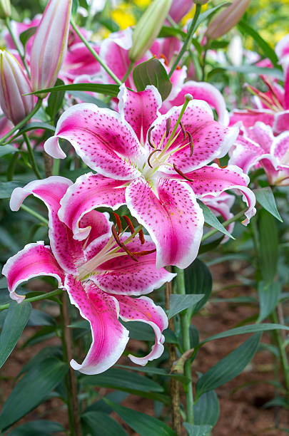 istock beautiful blooming pink lily in field on morning 480905665