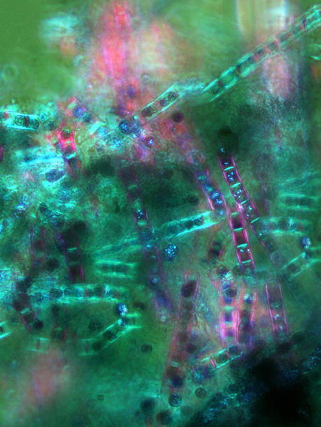 istock Green and purple, abstract micrograph of marine algae, Niantic, 480906840