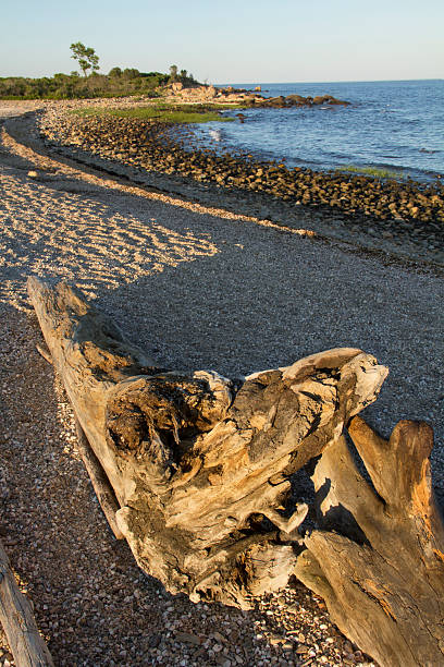 istock Driftwood at sunset on Hammonasset Beach, Madison, Connecticut. 480907744