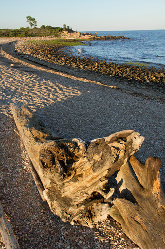 Driftwood on the curved beach at sunset, Hammonasset State Park, Connecticut, on Long Island Sound of the Atlantic Ocean.