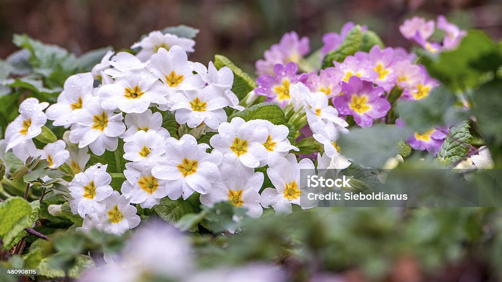 Spring easter meadow with colorful primroses (Primula vulgaris), selective focus. Spring easter meadow with colorful primroses (Primula vulgaris) in light rain; shallow depth of field. Easter Stock Photo