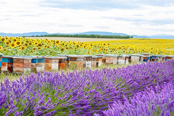 istock Bee hives on lavender fields, near Valensole, Provence. 480908554