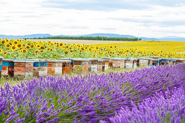 Photo of Bee hives on lavender fields, near Valensole, Provence.