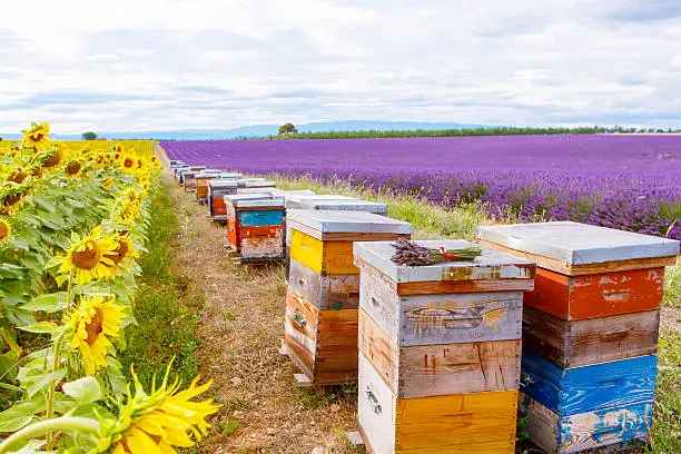 Photo of Bee hives on lavender fields, near Valensole, Provence.