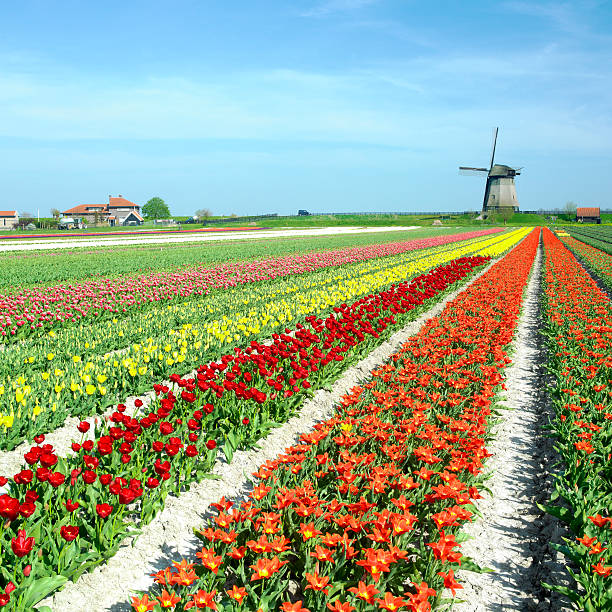 moulin à vent avec champ de tulipes - schermerhorn photos et images de collection