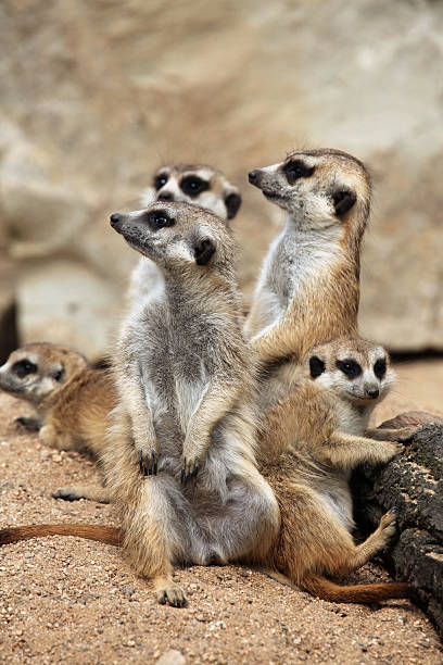 istock Meerkat (Suricata suricatta), also known as the suricate. 480909030