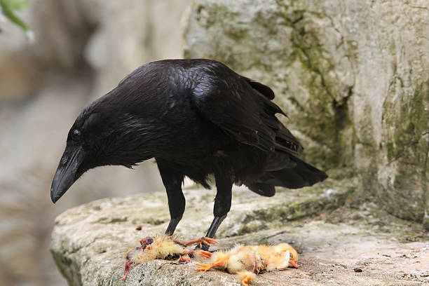 Common raven (Corvus corax). Common raven (Corvus corax) eating dead chicken. Wild life animal. raven corvus corax bird squawking stock pictures, royalty-free photos & images
