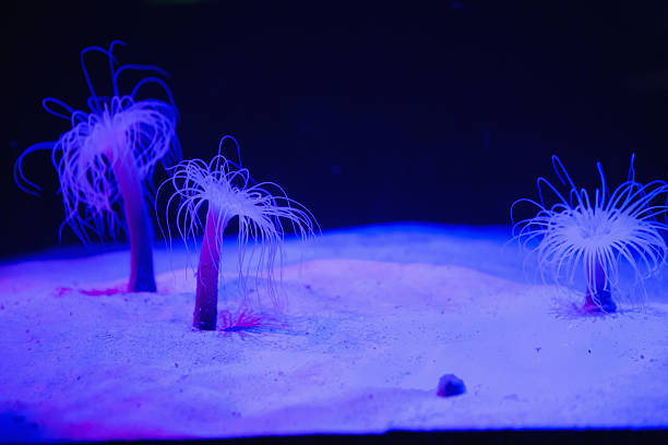 istock Lit up sea life in tank 480909260