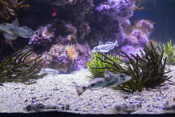 istock Lit up sea life in tank 480909268