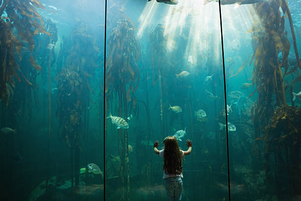 istock Little girl looking at fish tank 480909326