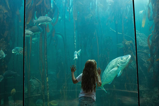 istock Little girl looking at fish tank 480909328