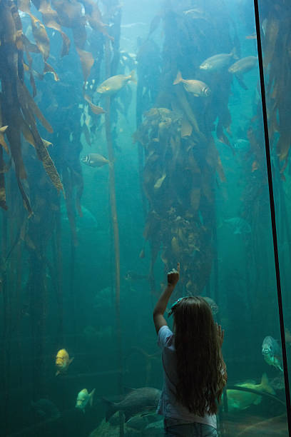 istock Little girl looking at fish tank 480909330