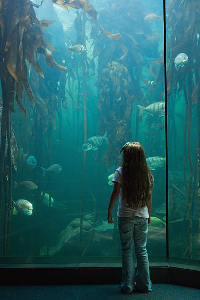 istock Little girl looking at fish tank 480909332