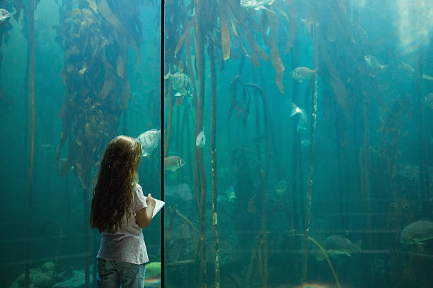 istock Little girl looking at fish tank 480909334