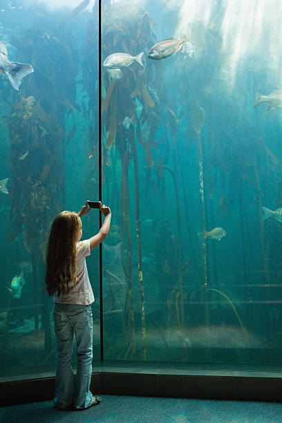 istock Little girl looking at fish tank 480909338