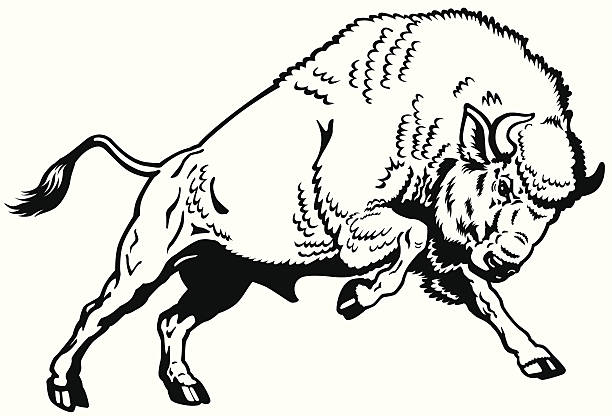 ilustrações de stock, clip art, desenhos animados e ícones de bisonte europen preto e branco - bisonte