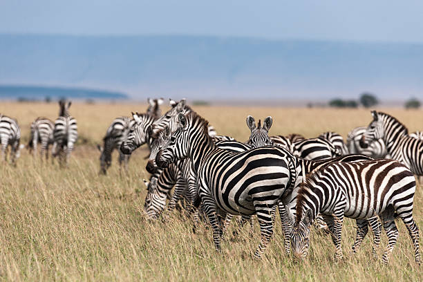 istock Zebra in the Savanna of Kenya 480909832