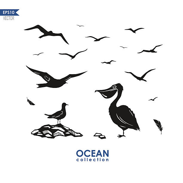 illustrazioni stock, clip art, cartoni animati e icone di tendenza di set di mare uccelli - albatross