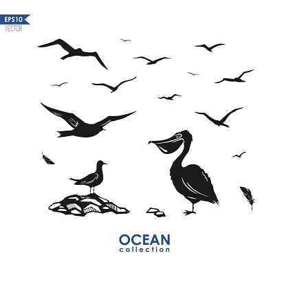 vectir silhouettes of different sea birds: seagulls, albatrosses and others