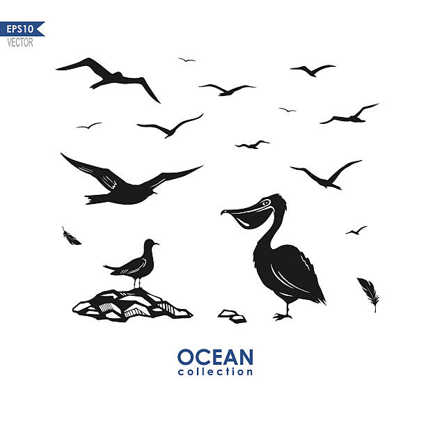 set of sea birds vectir silhouettes of different sea birds: seagulls, albatrosses and others pelican silhouette stock illustrations