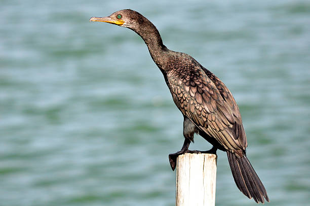 istock Great Cormorant on post at The Laem Phak Bia 480910220