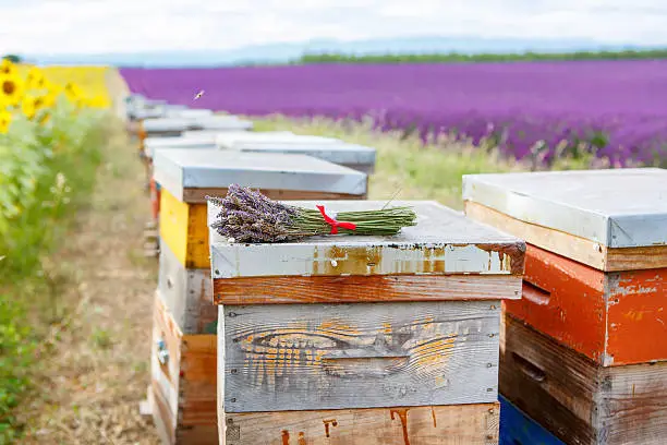 Photo of Bee hives on lavender fields, near Valensole, Provence.