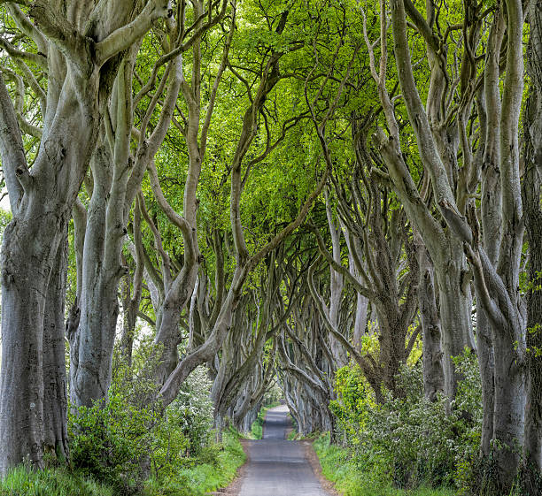 istock Large beech trees (Dark Hedges) in Northern Ireland 480911868