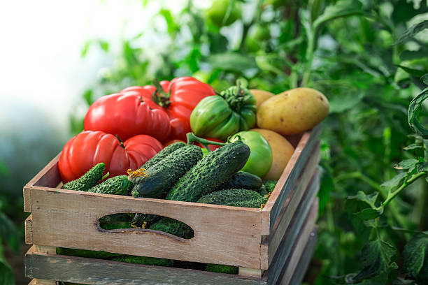 istock Fresh tomatoes and cucumbers in greenhouse 480914240