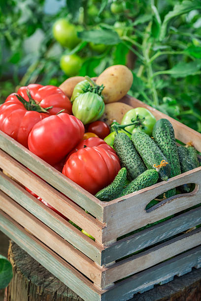 istock Healthy vegetables in greenhouse 480914242