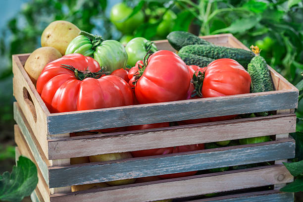 istock Various tomatoes and cucumbers in greenhouse 480914252